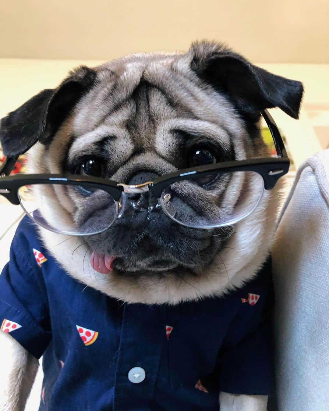 itsdougthepugさんのインスタグラム写真 - (itsdougthepugInstagram)「“First day back...how do I look?” -Doug」1月5日 1時30分 - itsdougthepug