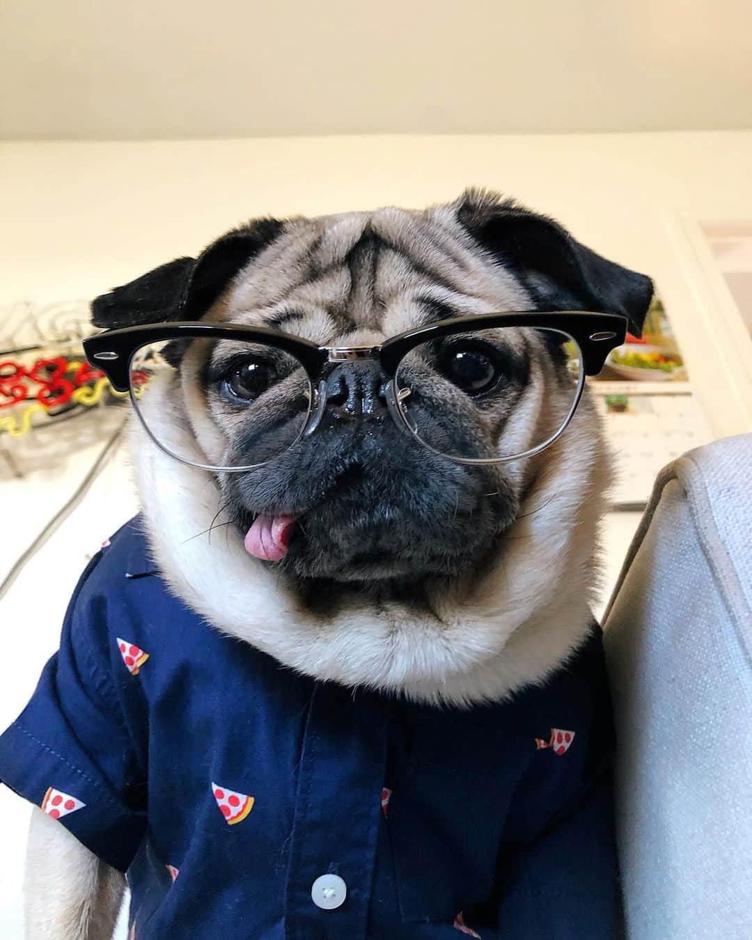 itsdougthepugさんのインスタグラム写真 - (itsdougthepugInstagram)「“First day back...how do I look?” -Doug」1月5日 1時30分 - itsdougthepug