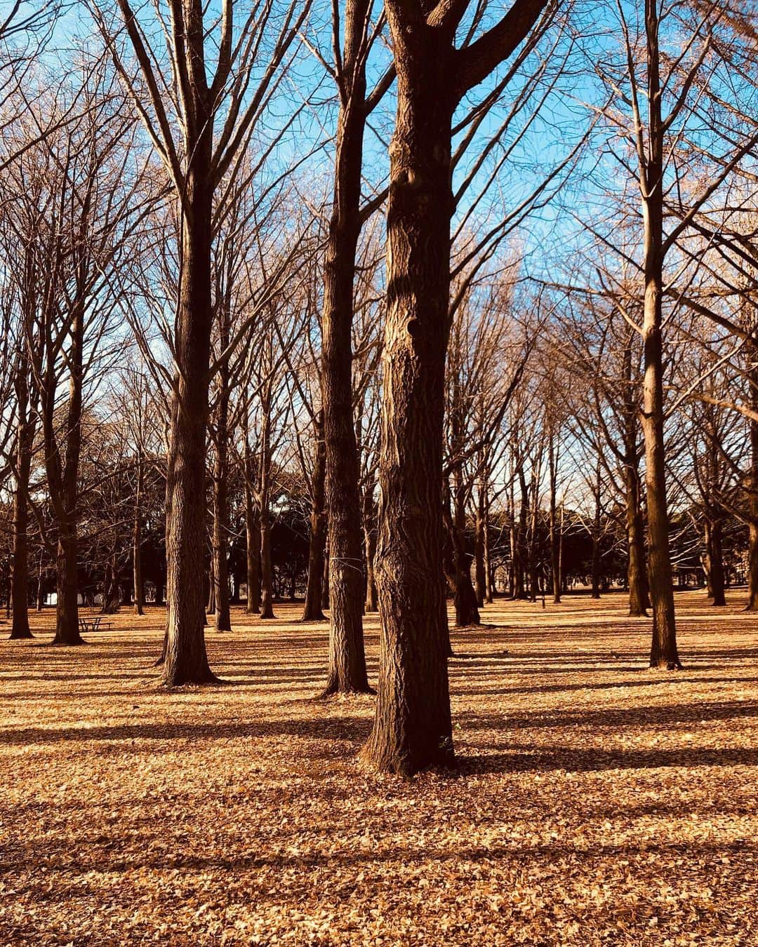 中村貞裕のインスタグラム：「#yoyogipark #素晴らしい公園 #春夏秋冬どの季節も好き」