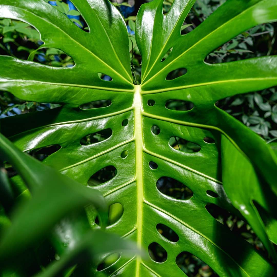 ニューヨーク植物園のインスタグラム：「The Plant Doctor is in! 🌿 . We're taking your home gardening and houseplant challenges and getting our NYBG experts' input. Leave your question here in the comments by Thursday morning. On Friday we'll follow up with answers, helping you keep your plants—like the iconic monstera—thriving both indoors and out. . #Monstera deliciosa #plantlove #nybgathome #museumfromhome」