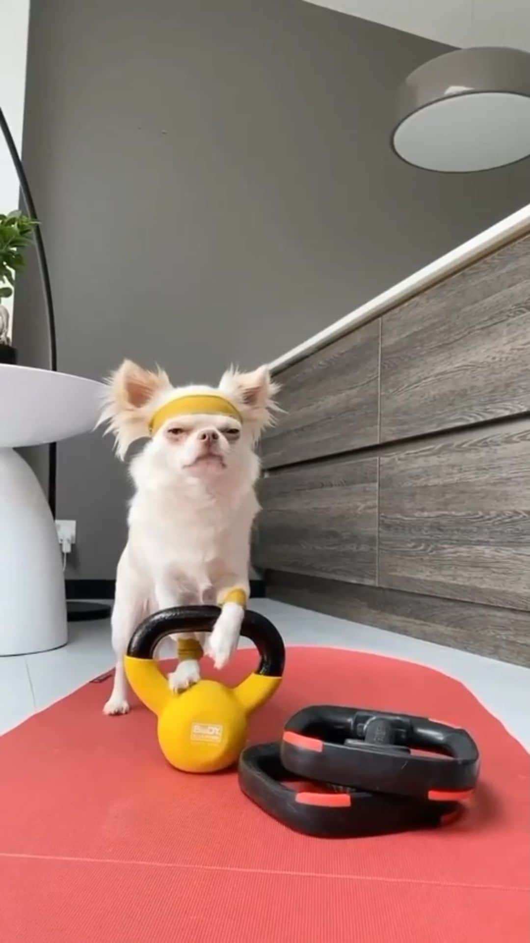 DogsOf Instagramのインスタグラム：「“New year, same work from home problems.” - @hunkyhank  Raise a paw 🐾  if you’re on the struggle bus today #mondaymood  #dogsofinstagram #workingfromhomelife #workingfromhomeproblems」