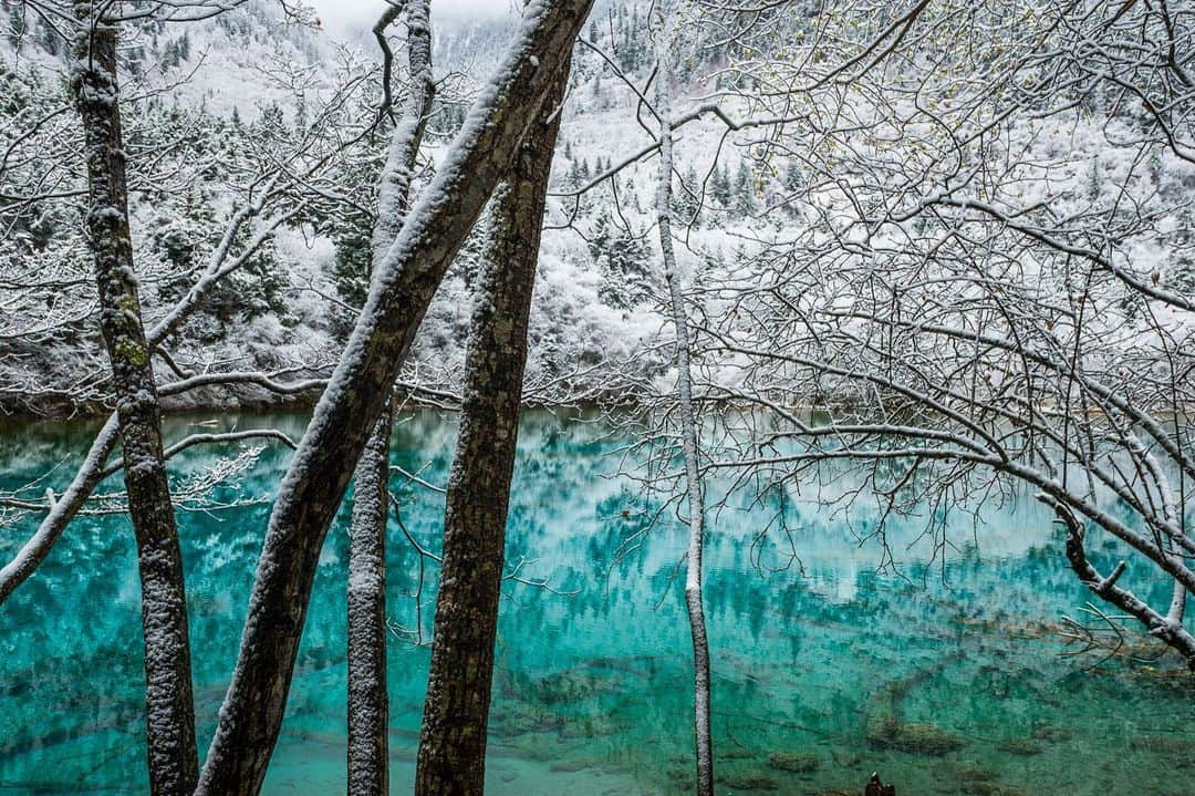 ナショナルジオグラフィックさんのインスタグラム写真 - (ナショナルジオグラフィックInstagram)「Photos by Michael Yamashita @yamashitaphoto / Reflections in a pond: This is not just any pond; it's the aptly named Five Color Pond, in Sichuan, China's Jiuzhaighou National Park. Jiuzhaighou is a world apart and quite simply the most photogenic spot in China. It is also the most popular and best managed forest reserve in China. It’s my personal vision of paradise, a photographer’s Shangri-la. #Sichuan #JiuzhaigouValley #JiuzhaiValley #Jiuzhaigou」1月5日 4時38分 - natgeo