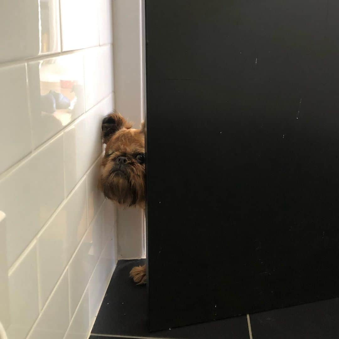 Digby & Aloのインスタグラム：「Being a pet parent means never using the bathroom in peace ever again.」