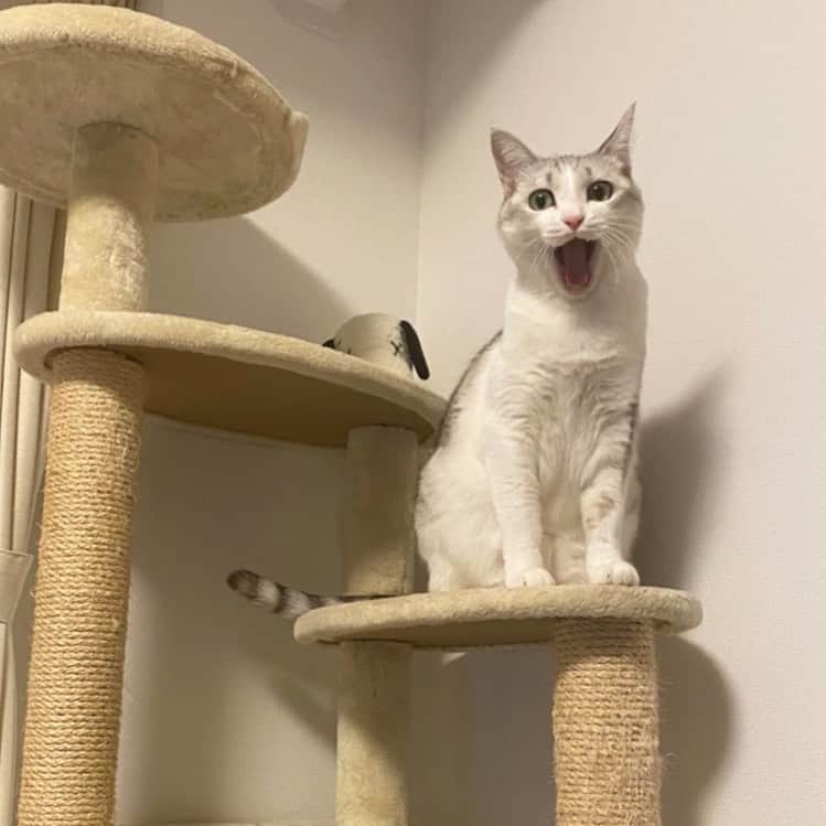 のインスタグラム：「あんぐり😮 .  #猫 #ねこ #にゃんこ #美猫 #ねこ部 #ふわもこ部 #ねこすたぐらむ #ペコねこ部 #猫好きさんと繋がりたい #にゃんすたぐらむ #cat #neko #instacat #catstagram #instagramcats  #catsconnect #meowbox #picneko #bestmeow #catsofinstagram #meowed #rakutenpet」