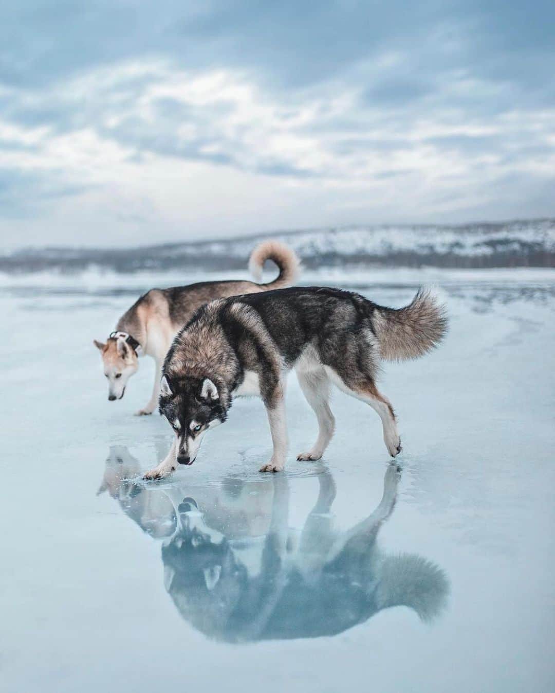 FOLKのインスタグラム：「Favorites that just make you want to go. And maybe pick up some pups on the way. Today’s are: 1.) @thenortherndogs 2.) @jkwinders 3.) @sebiluks 4.) @andreknot 5.) @rivryan_photography 6.) @karl_steinegger」