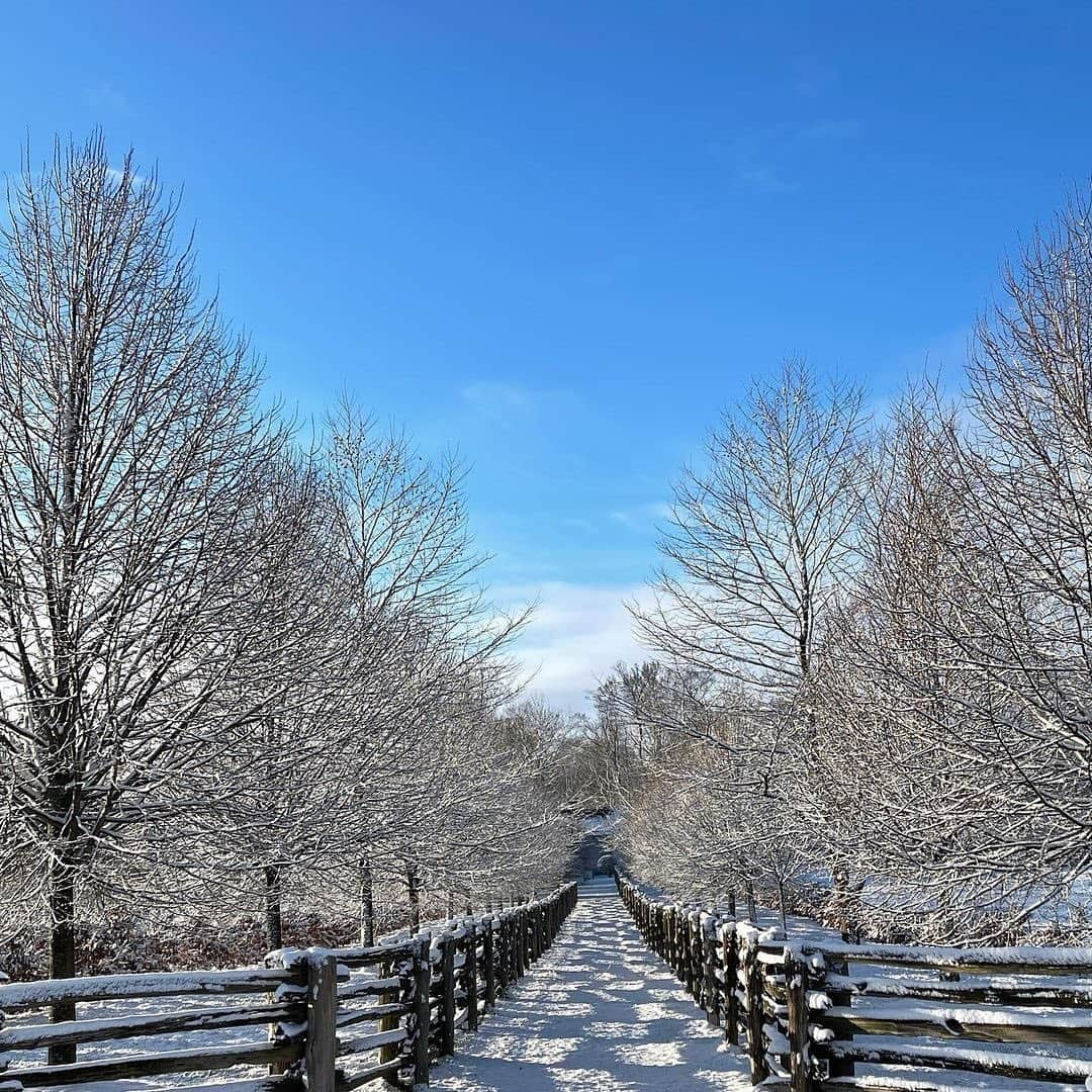 マーサ・スチュワートさんのインスタグラム写真 - (マーサ・スチュワートInstagram)「Consider this your virtual winter stroll along @marthastewart48’s snow-covered Bedford property. "Today started as a bright snowy morning. The freshly fallen snow was crunchy and dry and every branch and twig was heavily dusted with snow. The farm looks magical and the photos were all beautiful!" #regram via @marthastewart48」1月5日 5時55分 - marthastewart