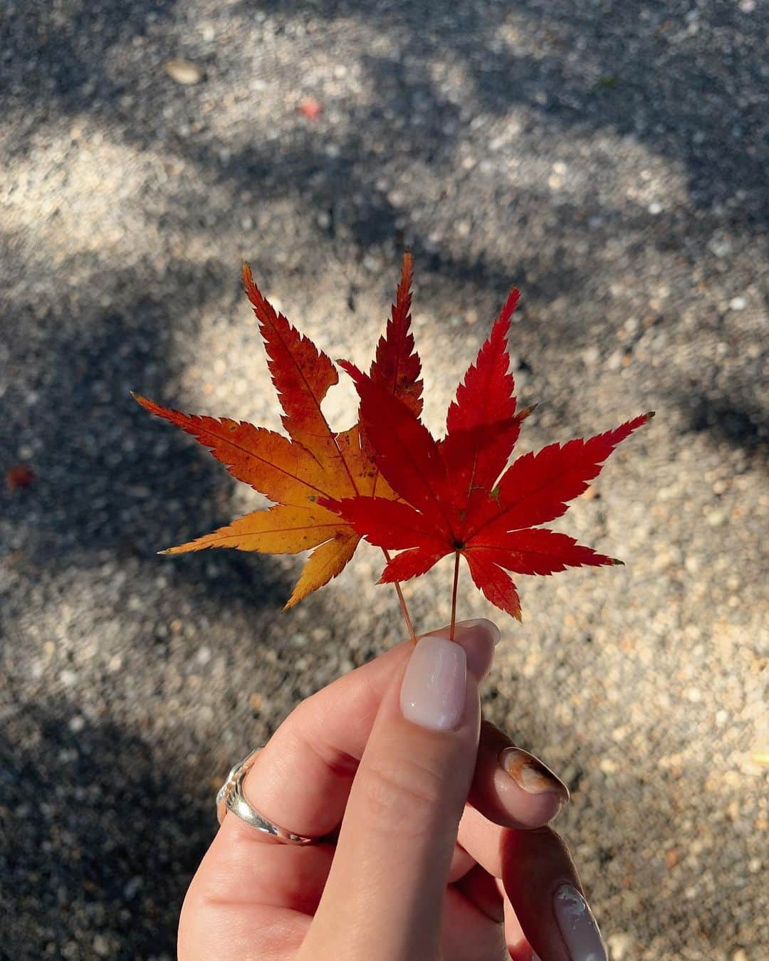 RUBYのインスタグラム：「紅葉ちゃん🍁☃️  #伊勢市 #伊勢 #三重県 #猿田彦神社」
