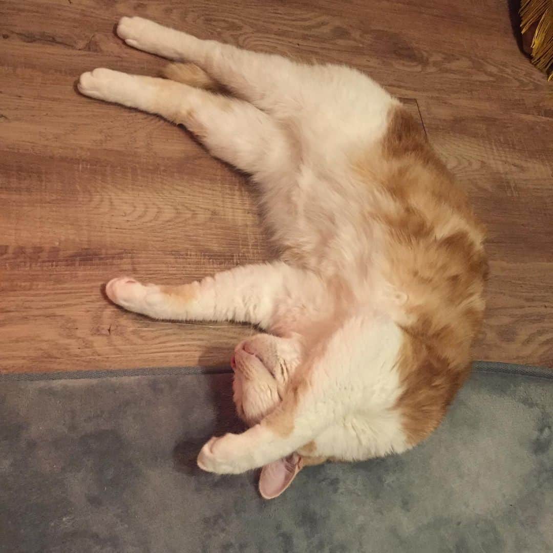 にゃんすくんのインスタグラム：「猫はまだお正月休み。終わったらすぐ春休み。んでGW、からの夏休みからの〜… エンドレスバケーション。  生まれ変わったら優しい金持ちの家の猫になりたい🐈」