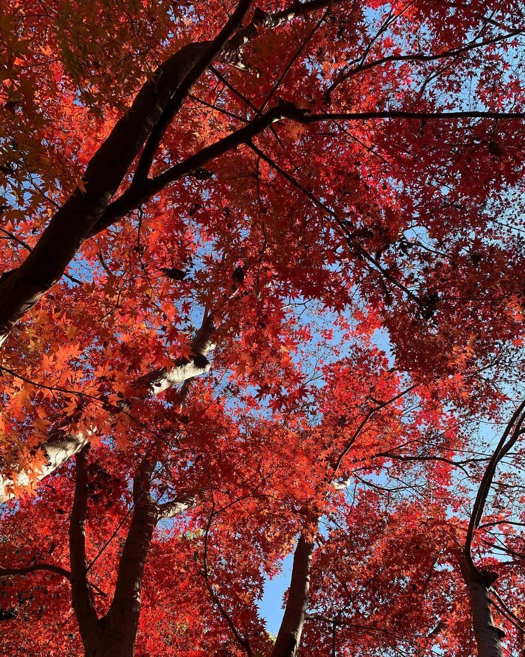 RUBYさんのインスタグラム写真 - (RUBYInstagram)「炎えてるみたいに美しい紅葉達🥺 わたしが日本で見た紅葉の中で いっちばんキレイだった〜🍁🔥  加工無しと有り得る？ 的なレベルだった…💕  #紅葉 #赤い木」1月5日 16時06分 - maui_ruby