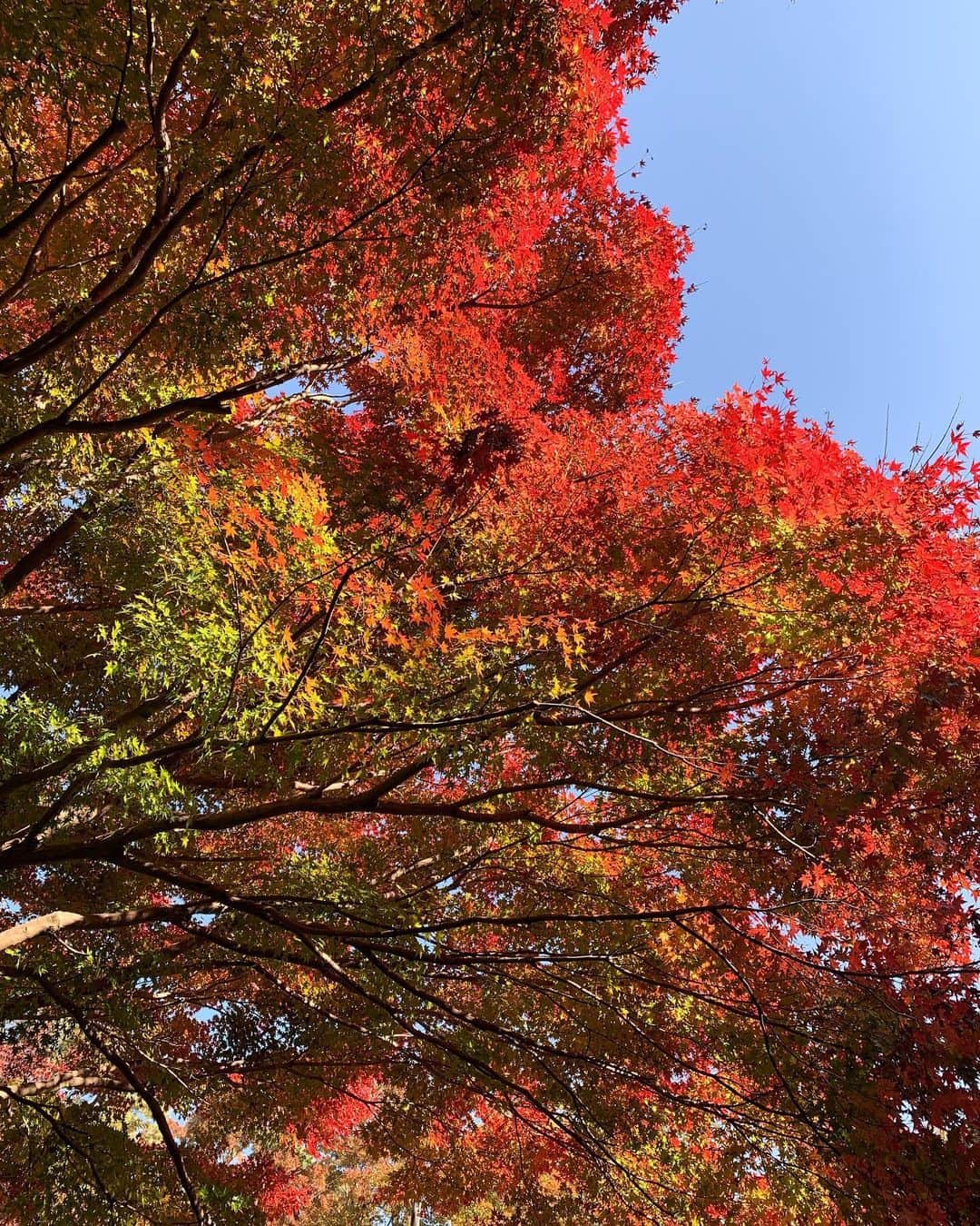 RUBYのインスタグラム：「炎えてるみたいに美しい紅葉達🥺 わたしが日本で見た紅葉の中で いっちばんキレイだった〜🍁🔥  加工無しと有り得る？ 的なレベルだった…💕  #紅葉 #赤い木」