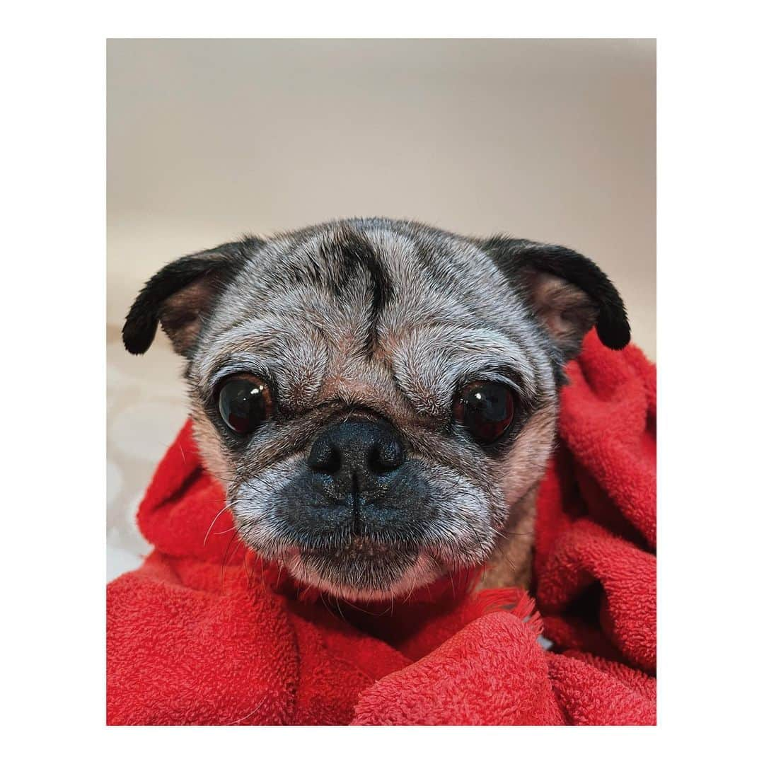 Melissa Santiagoのインスタグラム：「Post bath serious lips #DailyPug #LeicaHarrietPancakes」