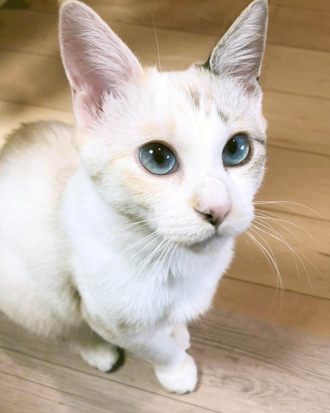 仁藤萌乃さんのインスタグラム写真 - (仁藤萌乃Instagram)「おめめがきらきらね  ♡  #猫のいる暮らし#猫と暮らす#元保護猫#シャムミックス#ブルーアイ#chat#cat#siamesemix#rescuedcat」1月5日 16時31分 - moeno.n_official