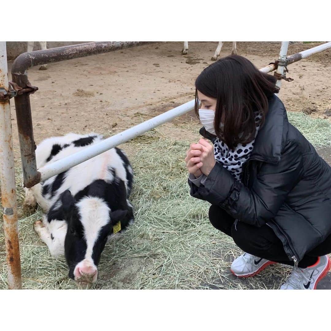 芦崎愛さんのインスタグラム写真 - (芦崎愛Instagram)「丑年ということで、 新年最初のハマナビは🐮特集！  牛っぽいと思って引っ張り出してきたストール こう見るとやっぱりダルメシアンだったな。  #2021 #丑年 #牛」1月5日 16時45分 - mana_ashizaki