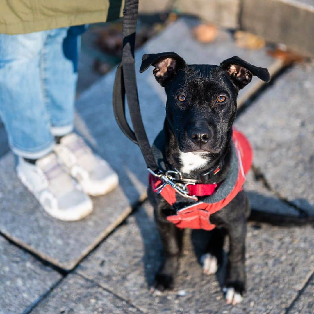 The Dogistさんのインスタグラム写真 - (The DogistInstagram)「Ajax, mix (7 m/o), Fort Greene Park, New York, NY • “My roommate wrote me a nice ‘Thank You’ card and he ate it.”」1月5日 8時30分 - thedogist