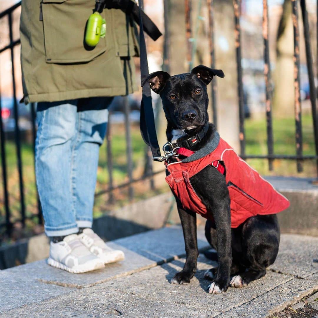The Dogistさんのインスタグラム写真 - (The DogistInstagram)「Ajax, mix (7 m/o), Fort Greene Park, New York, NY • “My roommate wrote me a nice ‘Thank You’ card and he ate it.”」1月5日 8時30分 - thedogist