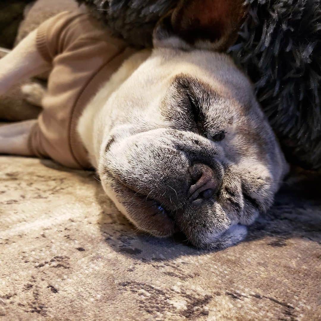 tamiさんのインスタグラム写真 - (tamiInstagram)「* #マッシュとレノン *  おはようございます。  ムンギュッ♡ (となって寝てるの可愛い～) *  #犬との暮らし#いぬのきもち #フレンチブルドッグ#雑種犬 #多頭飼い#元保護犬#里親 #犬バカ部#犬のいる暮らし #frenchbulldog#ilovedogs」1月5日 8時39分 - tami_73