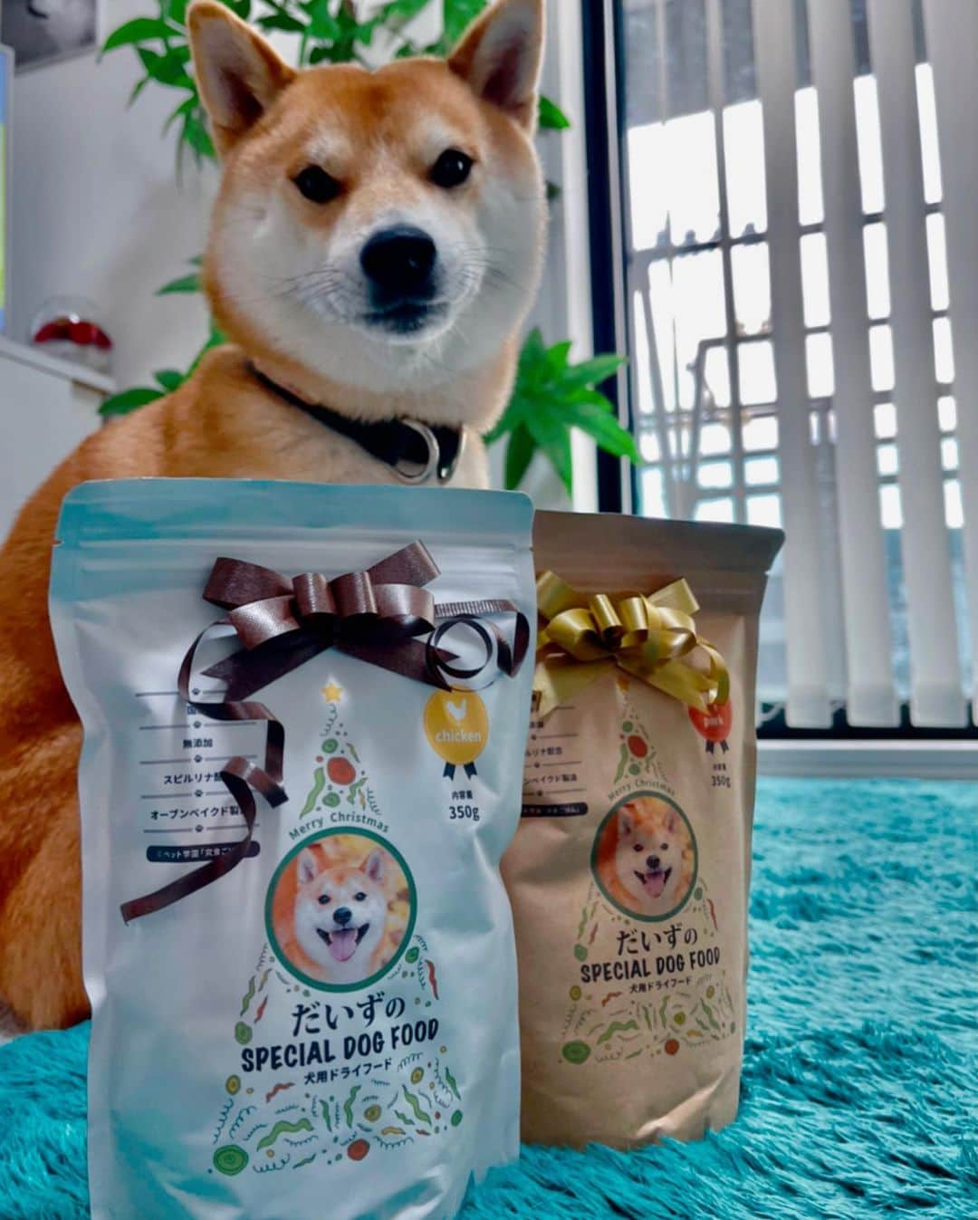 大山加奈さんのインスタグラム写真 - (大山加奈Instagram)「. . だいずのspecial dog foodだって‼︎‼︎‼︎ かわいいーっ😍💓 . まいこ @kanochan715  ステキなプレゼントありがとう💓💓 . . #だいず #だいず🐕💓 #豆柴 #豆柴部  #柴犬 #しばいぬ  #犬のいる暮らし#🐶 #🐕#いぬすたぐらむ #ワンスタグラム #しばすたぐらむ #mameshiba#shibainu#shibastagram #柴犬好きさんと繋がりたい #柴犬のいる暮らし #柴犬ライフ#ドッグフード#究食ごはん#ペット学園」1月5日 8時50分 - kanaoyama0619