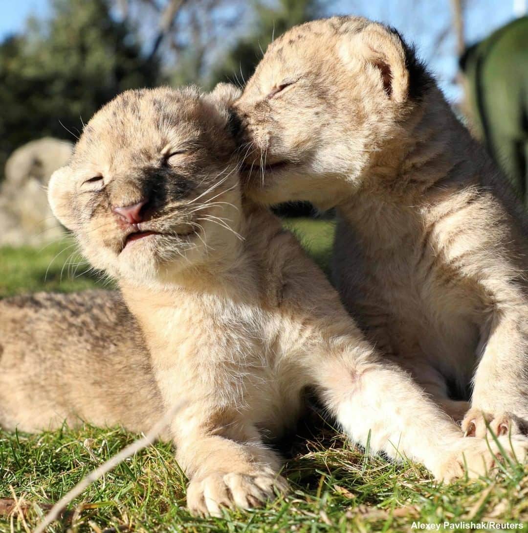 ABC Newsさんのインスタグラム写真 - (ABC NewsInstagram)「One exciting new entry in 2021: these absolutely adorable five-day-old lion cubs! #animals #babyanimals #cuteanimals #lioncubs #zoo」1月5日 9時00分 - abcnews