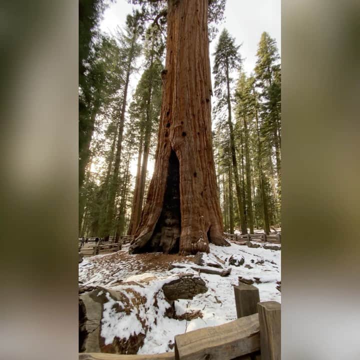 ボブ・サゲットのインスタグラム：「Went on an extremely socially distant drive yesterday to the beautiful Sequoia National Park and saw the big boy himself, The General Sherman Tree. 275 feet tall and known as one of the worlds largest trees. Felt wonderful to be out in nature and see something 2000 years old – – Definitely put the difficult present into perspective.」