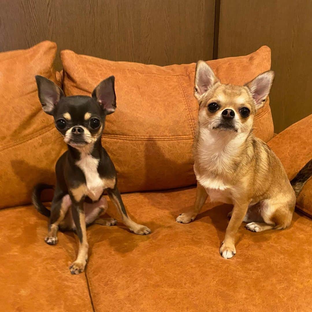 長澤メイのインスタグラム：「チワワがすきー🥺✌🏼💕💕 #スムースチワワ #チワワ」