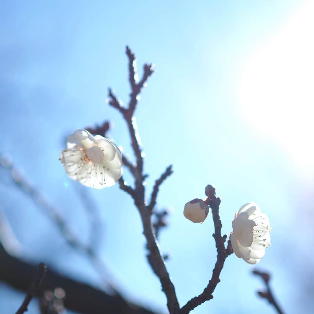 ワンズテラスさんのインスタグラム写真 - (ワンズテラスInstagram)「今日は二十四節気の「小寒」（しょうかん）です。 寒の入りとも言われ、いよいよ寒さが厳しくなってきます。 写真を撮りに出かけると、寒空のもと早咲きの梅が少し咲いていました。 ファインダーが曇ったため、周りに人がいないことを確認してマスクを外すとふわりと白梅の香り。 お正月気分も少しずつ落ち着いて、本格的な寒さとともにまた新しい年の日常生活が始まります。  #二十四節気 #小寒 #白梅 #紅梅 #早咲き #梅 #梅の香り #マスク #日本の風景 #日本の冬 #冬景色 #冬の気配 #風物詩 #冬支度 #一人散歩 #散歩 #冬散歩 #カメラ散歩 #写真散歩 #玉ボケ #季節の花 #flowers #flowerpic #onesterrace #ワンズテラス」1月5日 10時00分 - onesterrace