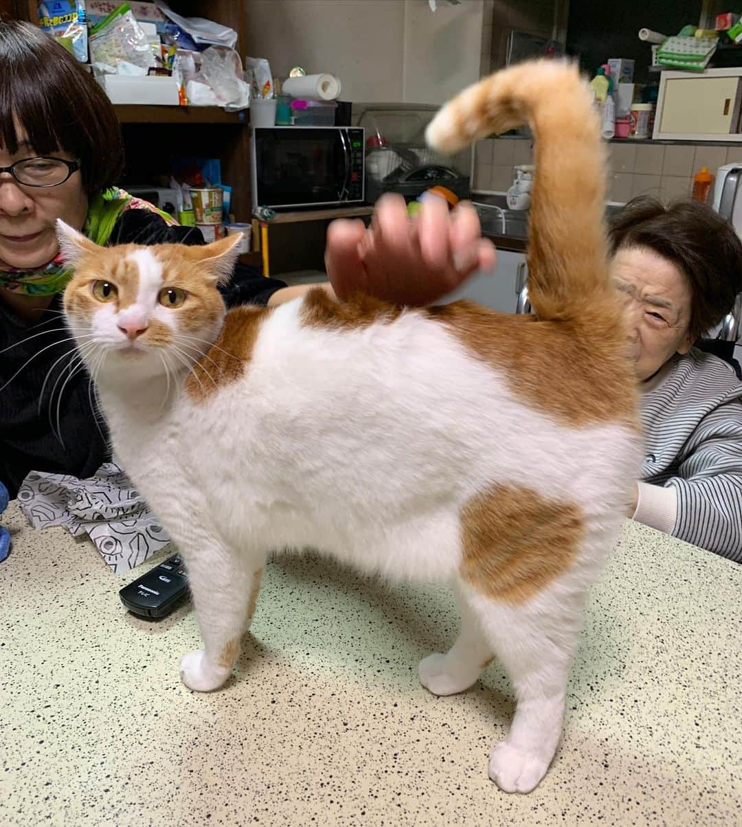 Kachimo Yoshimatsuさんのインスタグラム写真 - (Kachimo YoshimatsuInstagram)「腰ポンされると挙動不審になる。 #うちの猫ら #ounari #腰ポン #猫 #ねこ #cat #ネコ #catstagram #ネコ部 http://kachimo.exblog.jp」1月5日 10時30分 - kachimo