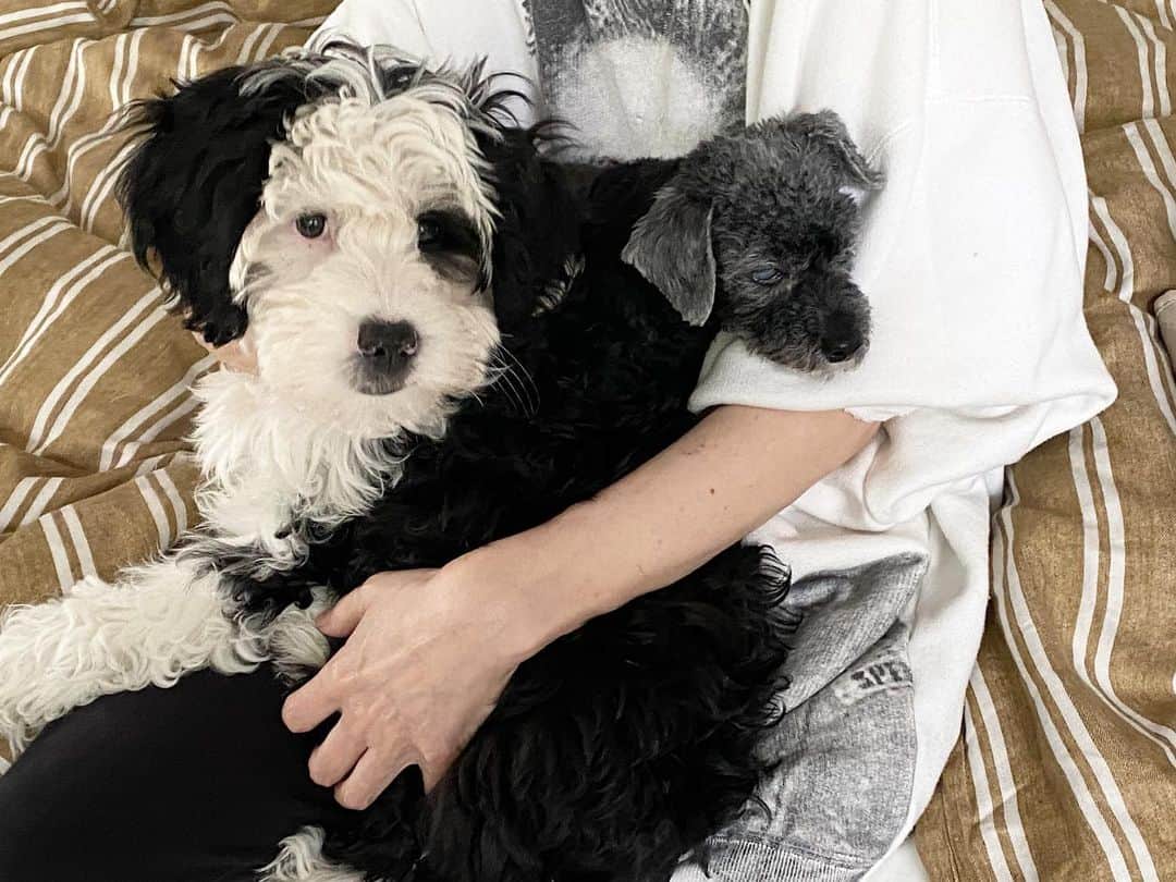 桐島かれんさんのインスタグラム写真 - (桐島かれんInstagram)「至福のダブル抱っこ。 先住犬セザンヌとの距離も少しづつ近づいてきました。  #トイプードル　#シュナプー  #子犬　#schnoodle  #doodle」1月5日 10時59分 - houseoflotuskaren