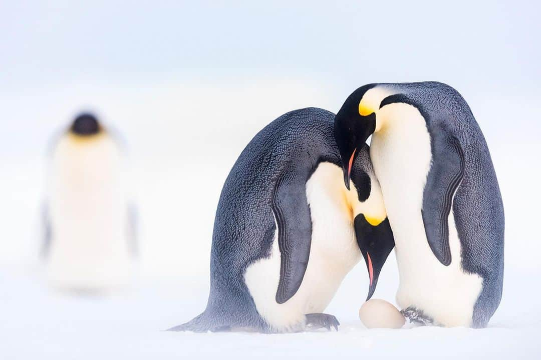 thephotosocietyさんのインスタグラム写真 - (thephotosocietyInstagram)「Photo by @christmannphoto // One of the most crucial moments in the one-year long emperor penguin relationship is the passing of the egg. Once the female has produced the large and heavy egg, she has lost roughly one third of her body weight and is in desperate need for food. Access to the open ocean where she could forage however is many miles away and the walk there would be impossible with a fragile egg on her feet.   In a tricky and unique maneuver, she therefore passes the egg to her male partner who will take care of it and breed the egg until she returns. The procedure is risky and once the female has carefully placed the egg on the freezing ground, the male has to pick it up quickly. Otherwise the contained embryo might freeze to death before it hatches. When we observed multiple couples during "passing season" it became quite obvious that some where quicker than others and it seemed like experience in the pass was quite crucial for a smooth exchange.  Follow me @christmannphoto for more images and personal stories from Antarctica and the emperor penguins at the end of the world.  @thephotosociety @natgeo #bemorelikepenguins #antarctica #atkabay #emperorpenguins #penguins #penguinlove #pinguinliebe #morethaninstinct #polar #climatechange #climatechangeisreal #conservation #photographersforantarctica #globalwarming #thinklongterm #teamwork #together #worktogether #penguinawareness #werbung #gemeinschaftderpinguine #penguin_astoryofsurvival #antarctica2020」1月5日 10時52分 - thephotosociety