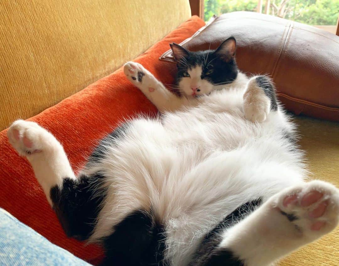 池内万作のインスタグラム：「くつろぐねおっさん。 #イケウチ家の猫 #ねおっさん」