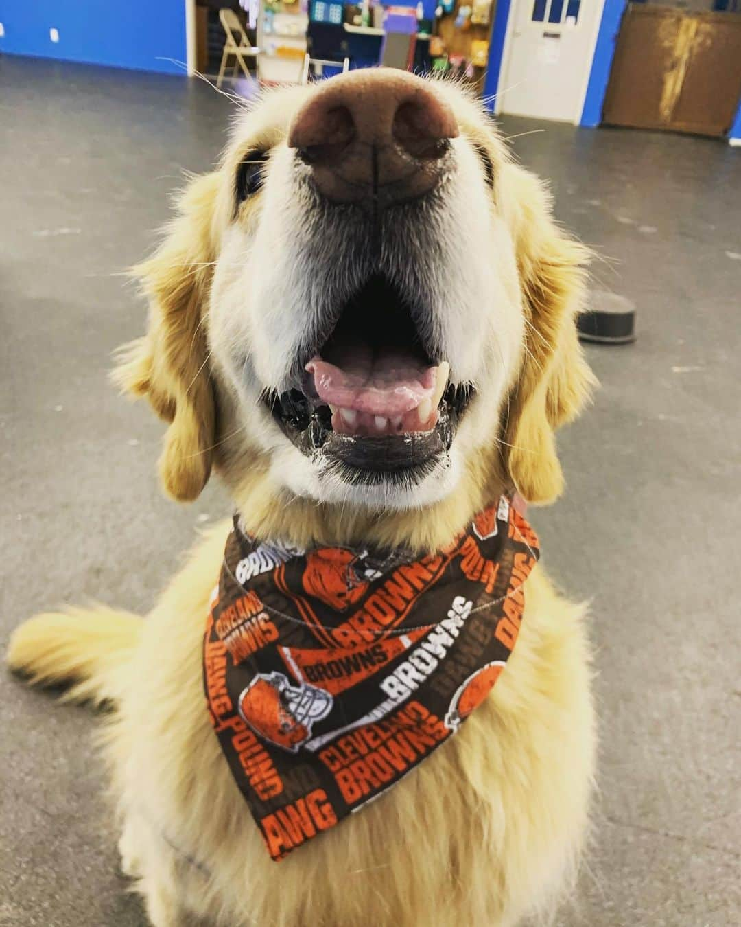 モヒートさんのインスタグラム写真 - (モヒートInstagram)「It’s victory Monday in Cleveland!!! I wore my favorite @clevelandbrowns bandana to rally class to celebrate. Also, here’s some teefs. #victorymonday #nfl #believeland #cleveland #clevelandbrowns #thiscle #teefs #boopmynose #dogsofinsta #dogsof cle #goldenretriever #goldensofinstagram」1月5日 11時09分 - mojito_rose_family