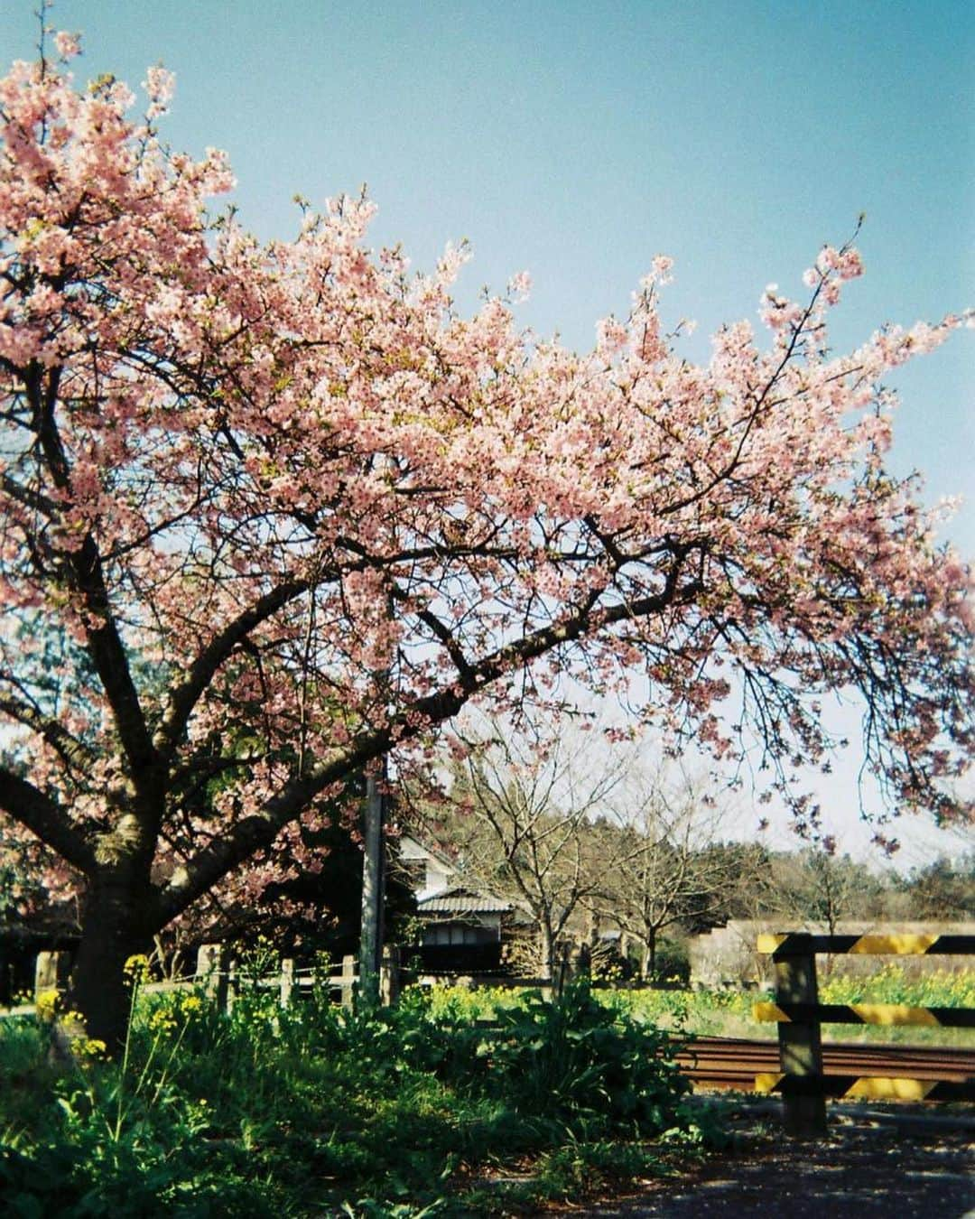 小田飛鳥さんのインスタグラム写真 - (小田飛鳥Instagram)「#写ルンです ♪ 今年も桜が楽しみです🌸 #小湊鉄道 #kominatorailway #桜 #cherryblossom #菜の花 #rapeblossoms #幸せの鐘 #スカイツリー #下町 #skytree #大ジョッキ #ビール #beer #大ジョッキしか勝たん」1月5日 11時13分 - asuka_oda_0320