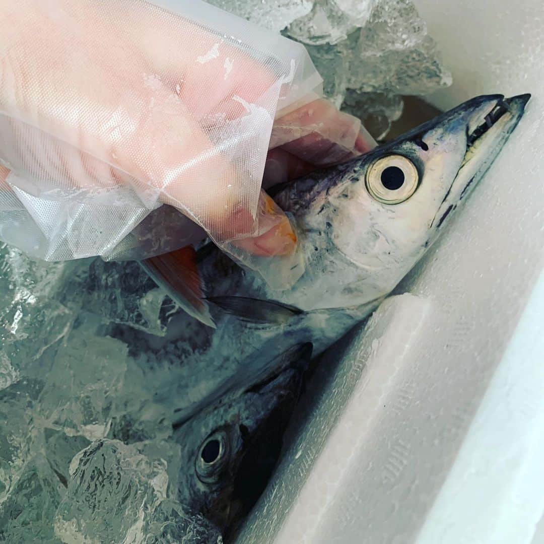 広川ひかるさんのインスタグラム写真 - (広川ひかるInstagram)「昨日まで東京湾を泳いでいた太刀魚さん、届きました 他に、アジに、タイ 1番底にいる太刀魚はいったいどれくらいいるのかわからない 予想を遥かに越えた量です #太刀魚先生　沢山たくさんありがとうございます😊 これから捌いていきます🙋‍♀️ 、 #hikaruhirokawa #いただきもの #釣り魚 #太刀魚 #鯛 #アジ #黄金アジ」1月5日 11時13分 - hikaru_hirokawa