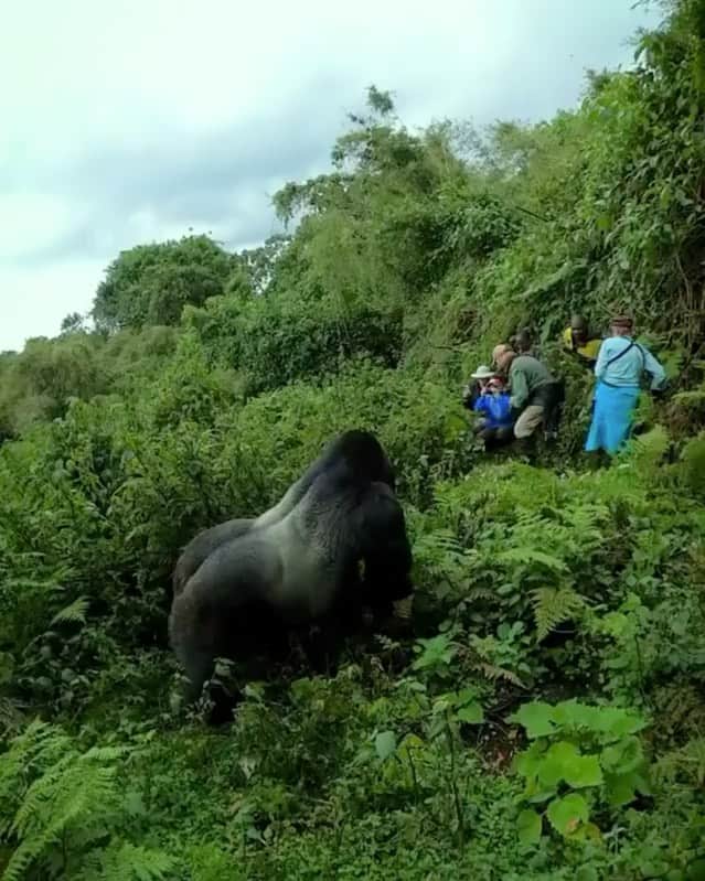 WildLifeのインスタグラム：「Having close encounters with these magnificent mountain gorillas can be an overwhelming experience. Emotions of joy, fear and amazement come to mind but also wonder when you realise that you are viewing a few of only a thousand or so animals left on the planet. By  @richard.degouveia  . . . . . #monkey #monkeys #animal #gorrilla #jungle #photooftheday #safari #lion #beautiful #travelphotography #naturephotography #wildlife #nature #love #rainforest #photography #travel #art #africa ​#rwanda」