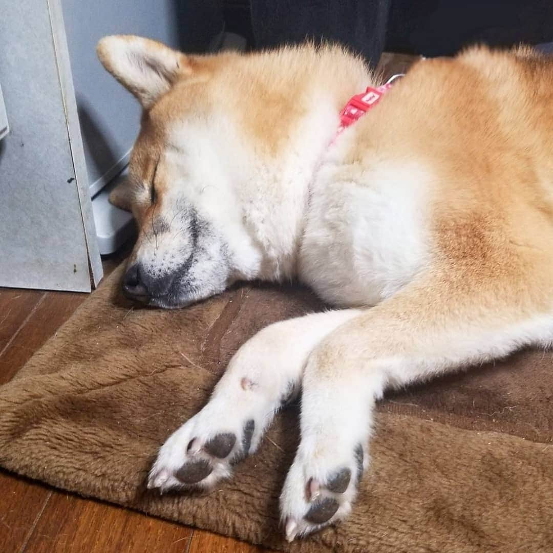 柴犬たま Shibainu Tamaのインスタグラム