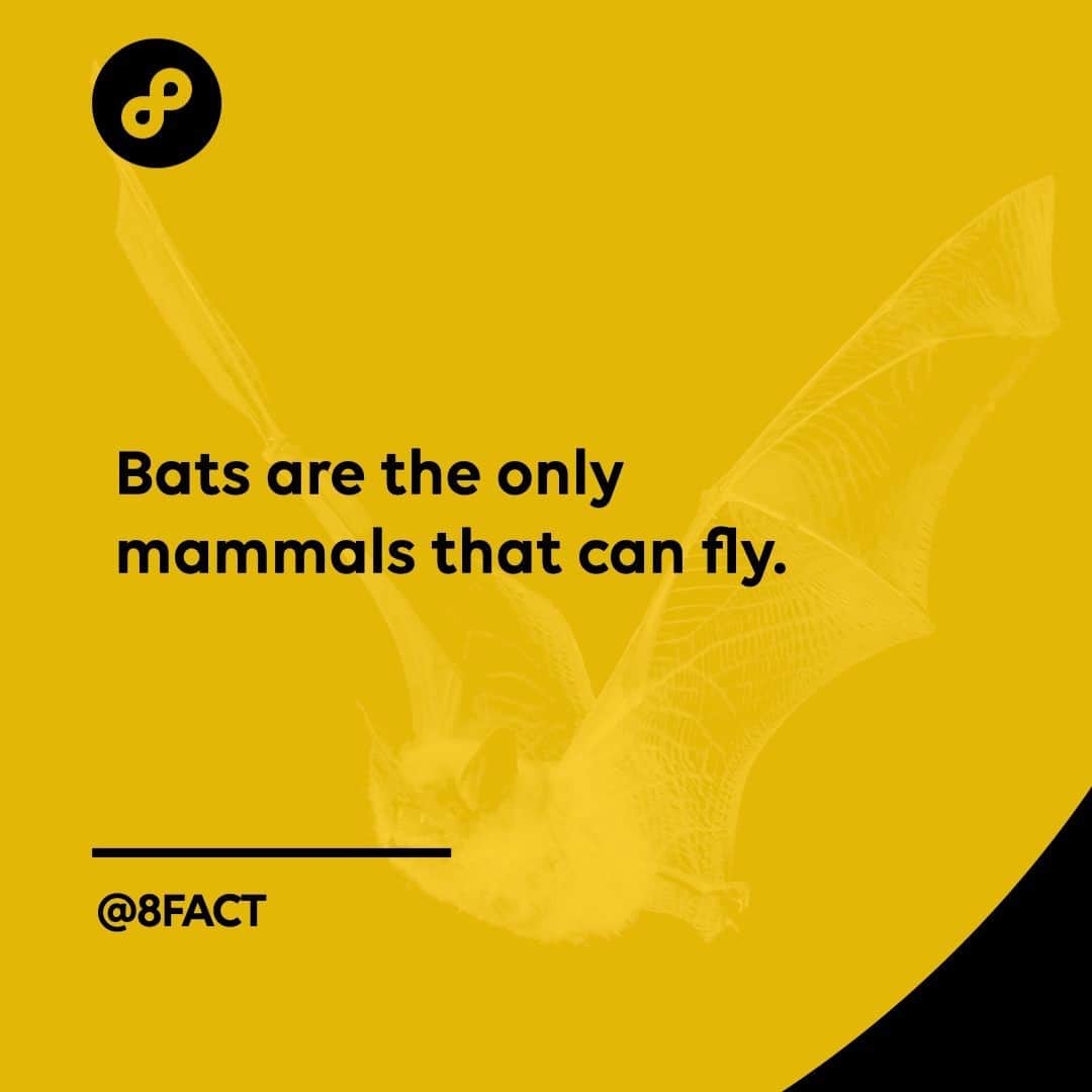 さんのインスタグラム写真 - (Instagram)「While flying squirrels can jump from trees and glide, they can’t truly fly like bats can.」1月5日 12時33分 - 8fact