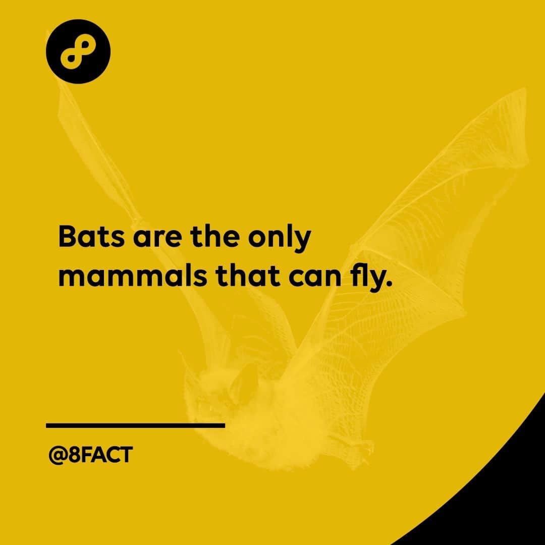 のインスタグラム：「While flying squirrels can jump from trees and glide, they can’t truly fly like bats can.」