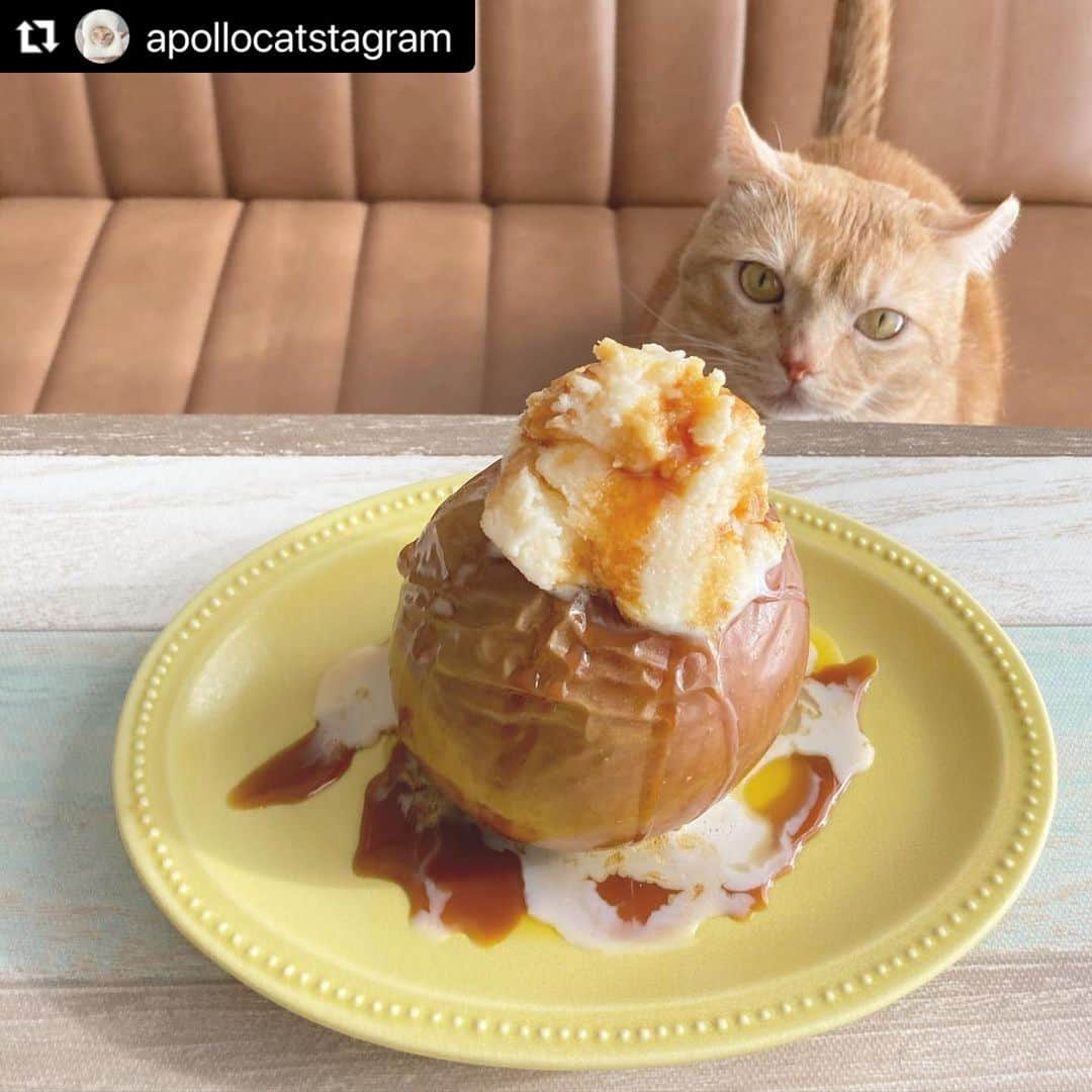 ねこのインスタグラム