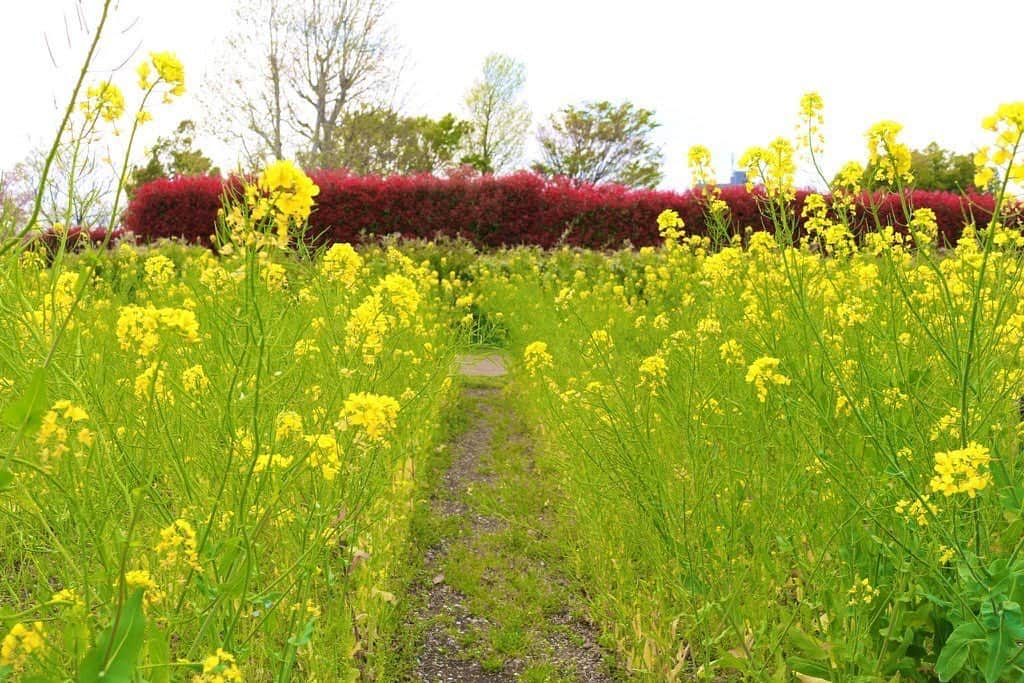 若葉紫さんのインスタグラム写真 - (若葉紫Instagram)「花の道 #写真好きな人と繋がりたい  #一眼レフカメラ好きな人と繋がりたい  #カメラ好きな人と繋がりたい」1月5日 12時46分 - murasaki.wakaba