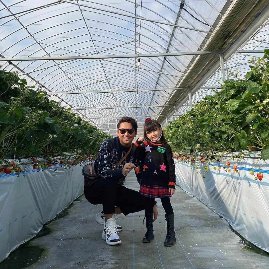 嵜本将光 のインスタグラム：「﻿ ﻿ 新年あけまして苺狩り🍓﻿ ﻿ ﻿ ﻿ ながしお農場さんへ﻿ ﻿ ﻿ ﻿ こちらの社長は美味しい苺作りに情熱を注いでおられて、色々勉強になる。﻿ ﻿ ﻿ ﻿ そんな美味しい苺だからか﻿ 息子の食べるスピードと量が引くくらい凄かったw﻿ ﻿ ﻿ ﻿ 実は今、若者のフルーツ離れが深刻になっているそう。﻿ ﻿ ﻿ 僕はいつか体験型の農業生産をしたいと思っている。﻿ もちろん果物を販売するけれど、それよりも体験を売りにしたい。﻿ ﻿ ベーカリーとカフェを併設し、そこで採れる旬の野菜やフルーツをふんだんに使ったメニューでお客様を迎え、果物や野菜の美味しさも伝えれれば良いな。﻿ ﻿ ﻿ 簡単な事じゃ無いけれど、そんな事を考えているだけで楽しいし、言葉にして発していると、自ずと人が集まってくるし、色々なヒントをもらえる。﻿ ﻿ ﻿ ﻿ ﻿ ﻿ 数年後の実現を目指して色々模索したい…﻿ ﻿ ﻿ ﻿ #苺狩り　#苺　#いちご狩り」