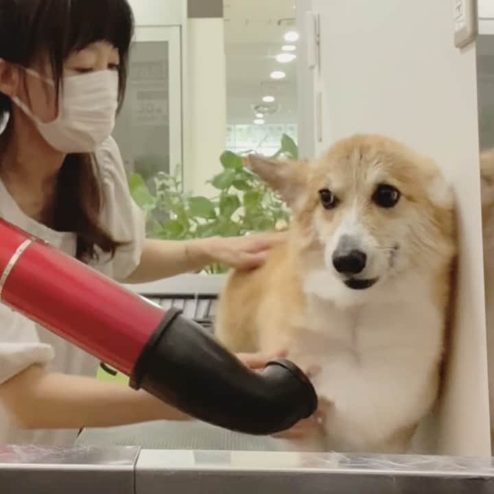 のインスタグラム：「◡̈⋆2020.1.5.Tue.◡̈⋆ Let's dry your hair! 😅😂👏 * 乾かされまちた😅😂👌 * * * * * * *」