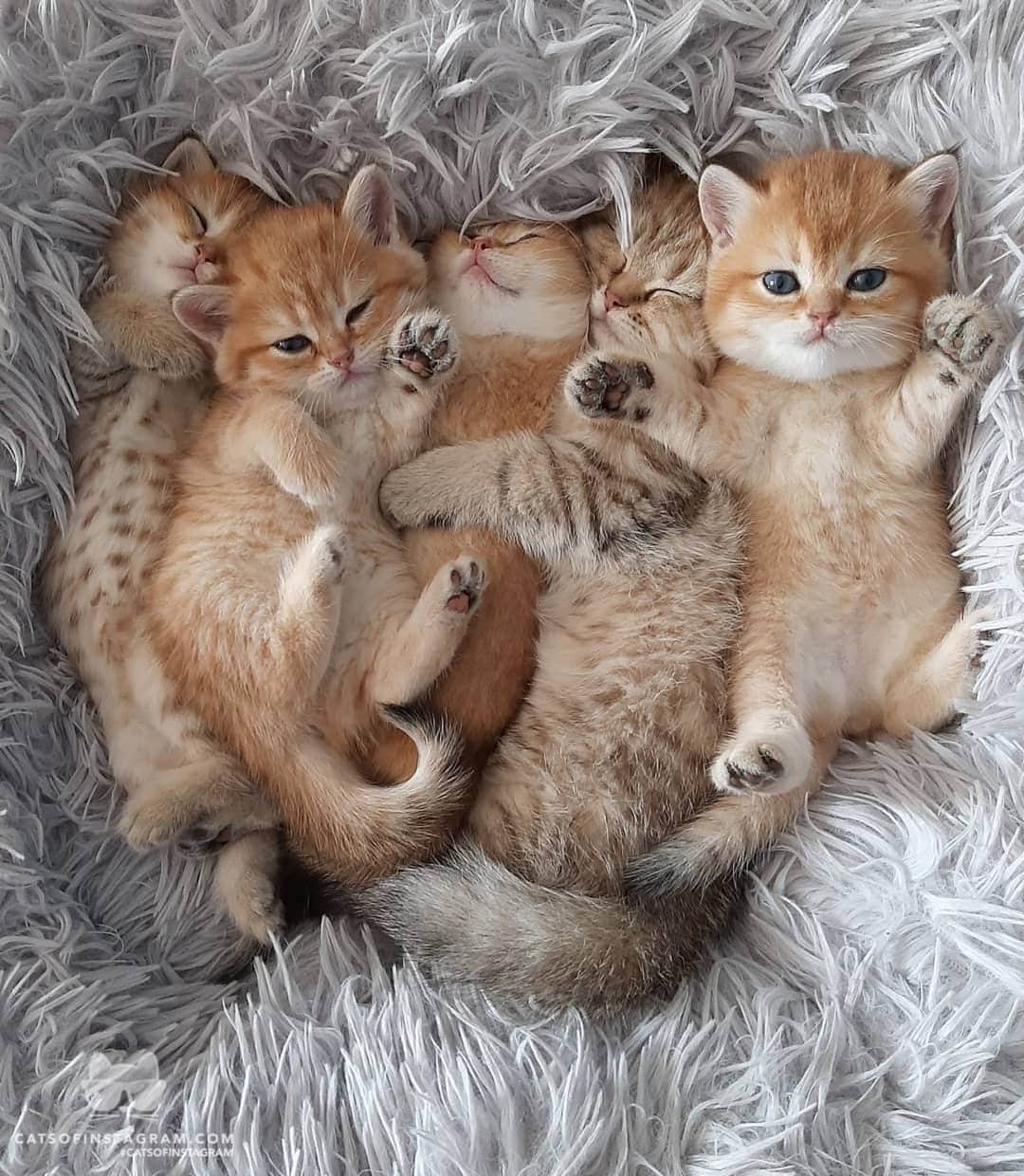 Cats of Instagramさんのインスタグラム写真 - (Cats of InstagramInstagram)「From @todty30: “มีเด็กดื้อไม่ยอมนอน แถมกำหมัดใส่อีก 😂” #twitterweek #catsofinstagram」1月5日 13時20分 - cats_of_instagram