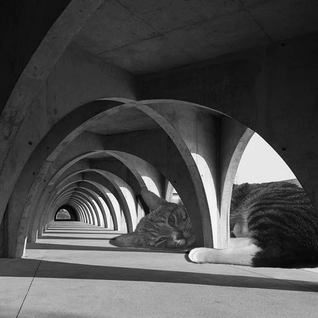 NATALIE LIAOさんのインスタグラム写真 - (NATALIE LIAOInstagram)「A real mood. Cats and concrete. 2nd slide is how I feel #brutalist」1月5日 13時56分 - fongminliao