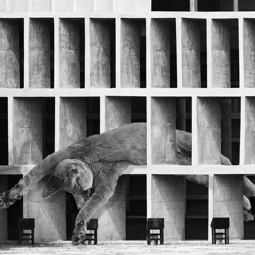 NATALIE LIAOさんのインスタグラム写真 - (NATALIE LIAOInstagram)「A real mood. Cats and concrete. 2nd slide is how I feel #brutalist」1月5日 13時56分 - fongminliao