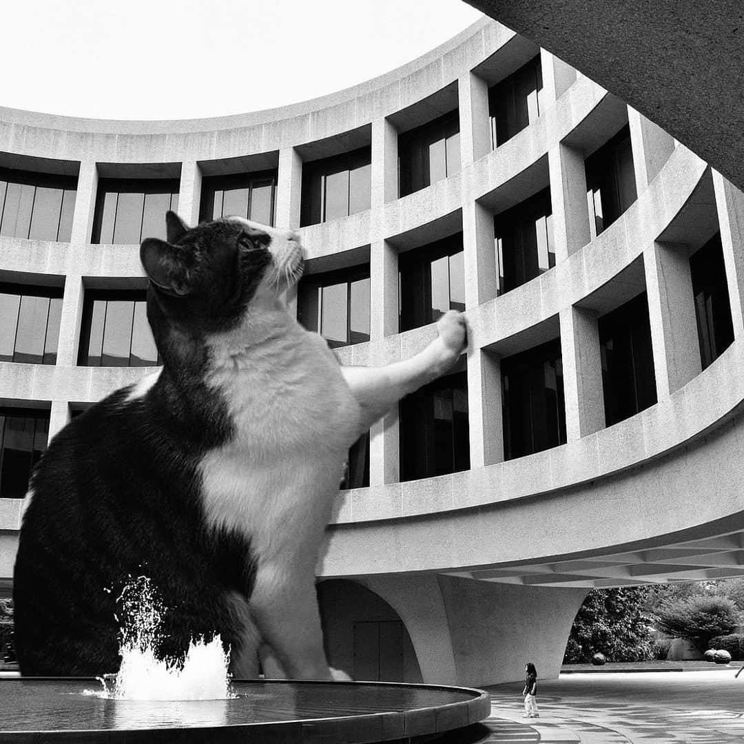 NATALIE LIAOさんのインスタグラム写真 - (NATALIE LIAOInstagram)「A real mood. Cats and concrete. 2nd slide is how I feel #brutalist」1月5日 13時56分 - fongminliao