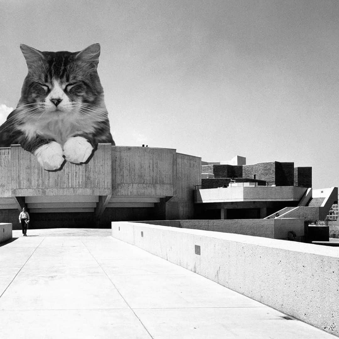 NATALIE LIAOさんのインスタグラム写真 - (NATALIE LIAOInstagram)「A real mood. Cats and concrete. 2nd slide is how I feel #brutalist」1月5日 13時56分 - fongminliao