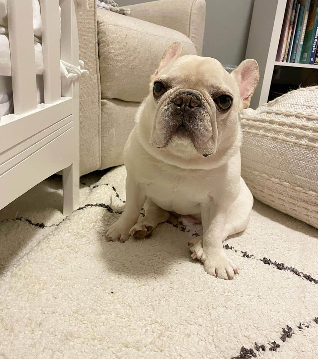 Sir Charles Barkleyさんのインスタグラム写真 - (Sir Charles BarkleyInstagram)「Every night i wait by sissy’s bed to say good night 😘 #goodnightbubby #shelovesme」1月5日 14時26分 - barkleysircharles