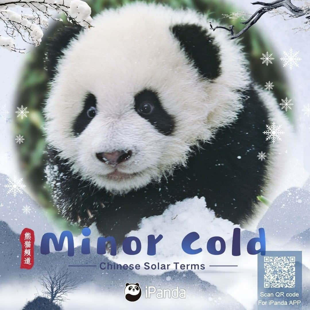 iPandaさんのインスタグラム写真 - (iPandaInstagram)「Minor Cold, the 23rd solar term of the 24 traditional Chinese solar terms marks the start of the coldest days of the year, but it cannot stop pandas enjoying their happy life. Hope their cherubic, chubby and smiling faces can brighten and warm your whole winter.🥰 🐼 🐼 🐼 #Panda #iPanda #Cute #PandaPic #ChineseCulture #CCRCGP」1月5日 14時47分 - ipandachannel