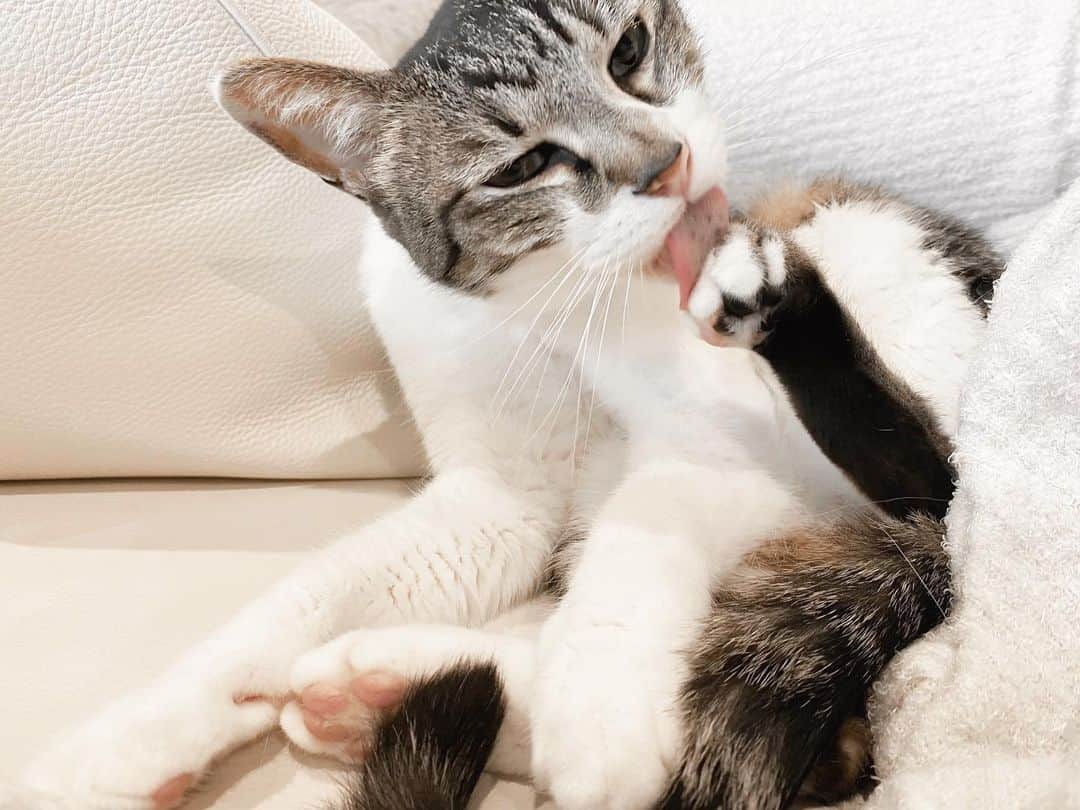 淡輪優希のインスタグラム：「お正月は我が家は猫とまーったり🍊 猫、みかん、御節、お雑煮、#ゴルフ初打ち 、おうちで #Bリーグ観戦 、#花園 #ラグビー観戦 、#箱根駅伝観戦 #リアル野球ban で大爆笑な年末年始でした🎍☺️ みなさまはどんなお正月を過ごされましたでしょうか。不安なニュースも続いていますが、日常の小さな幸せを大切に、今年も平和に過ごしていけますように。」