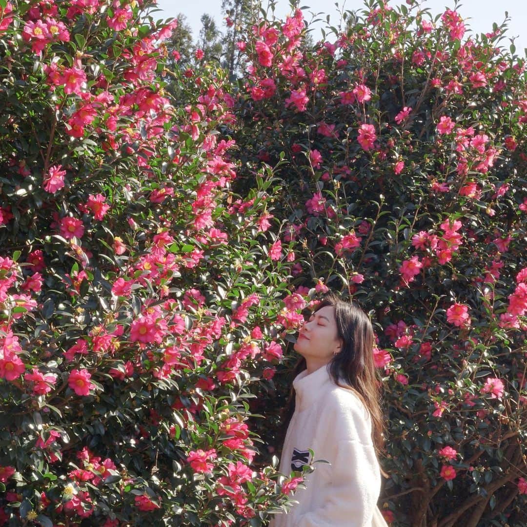 innisfree official (이니스프리) さんのインスタグラム写真 - (innisfree official (이니스프리) Instagram)「🌺 동백꽃으로 아름답게 물든 1월의 제주!  이니스프리는 매일매일 보고싶은 따뜻하고 화사한 동백꽃에 영감을 받아 #동백꽃에디션 을 탄생시켰답니다🌺  Camellias make Jeju even more beautiful in Jan.🌺 The #CamelliaEdition is inspired by the warm and bright colors of the camellia's petals♥」1月5日 15時12分 - innisfreeofficial