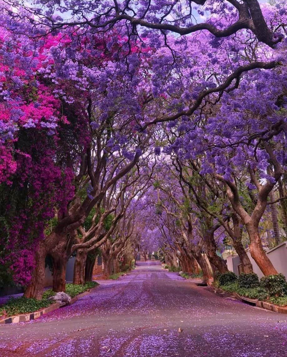 Wonderful Placesさんのインスタグラム写真 - (Wonderful PlacesInstagram)「Jacaranda trees in Johannesburg ✨😍😍💜💜✨ . 📷 by ✨✨@traveltrotters_za✨✨ #wonderful_places for a feature 💜」1月6日 0時59分 - wonderful_places